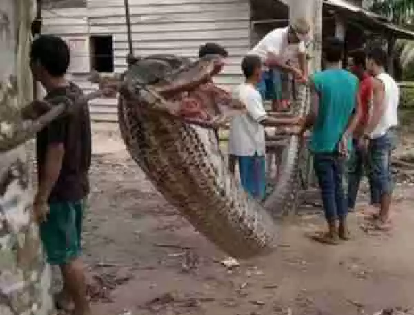 See How a Man Survived Near-death Wrestling Match with a 7-meter Monster Python (Photos)